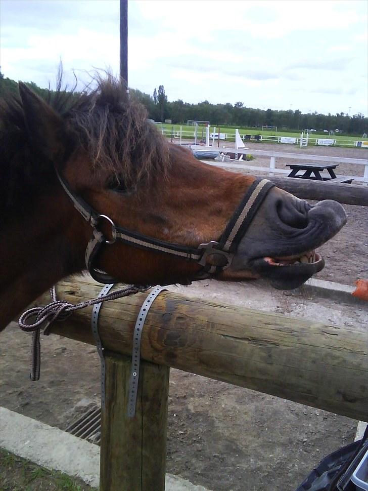 Anden særlig race Rosa R.I.P.<333Miss you † - (15)
fordi du er savnet for altid!<3
Foto: Mig billede 15