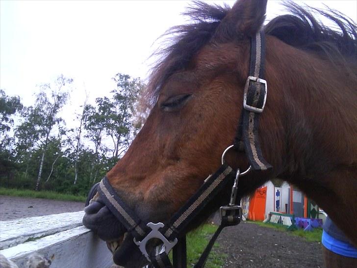 Anden særlig race Rosa R.I.P.<333Miss you † - (17)
fordi når jeg lukker øjnene og tænker på de gode stunder med dig, kan jeg altid knibe en lille tårre..
Foto: Mig billede 17