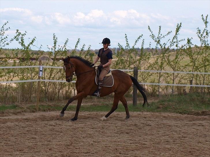 Fuldblod (XX) Little Wing - 16# Lille i galop (Foto; Far) billede 16