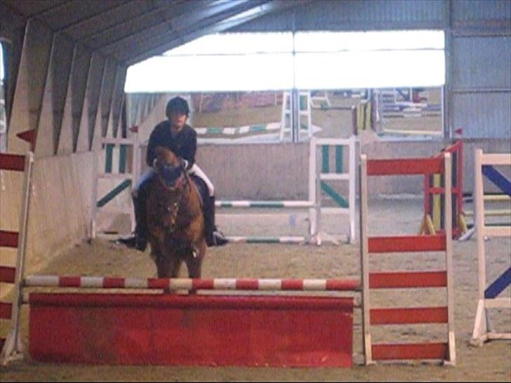 Anden særlig race Silas *B-pony* - SOLGT - stævne i jylland (: billede 9