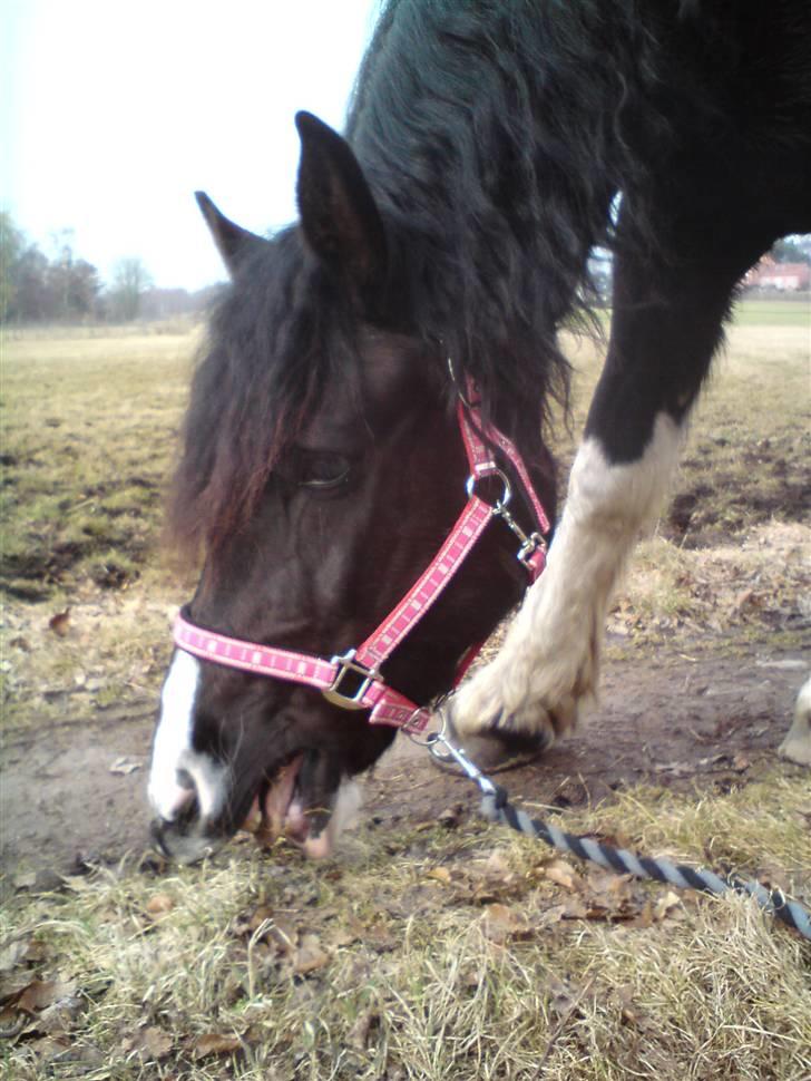 Barockpinto Aranka* RIP* billede 1
