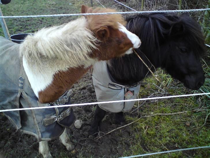 Anden særlig race Blue Eye´s - ponz er ved at hjælpe sofie med at pynte sig med en pind i manen ;)  billede 10