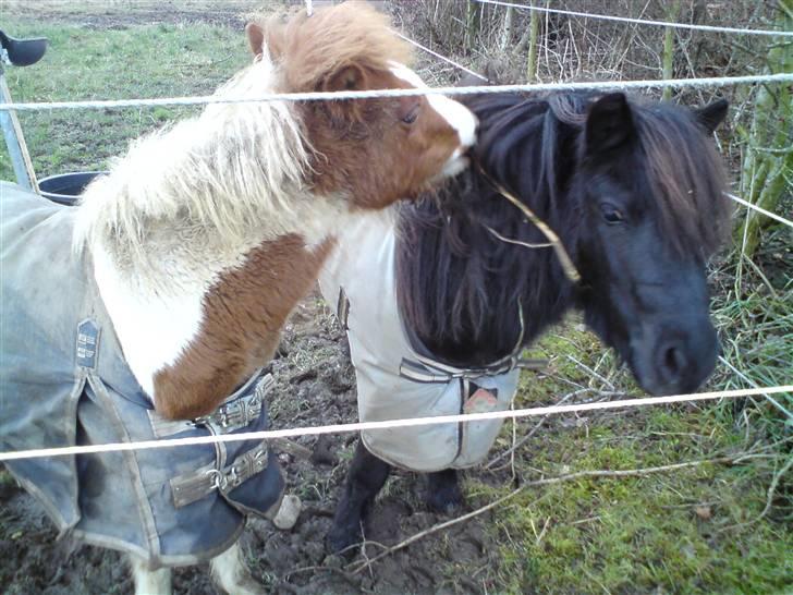 Anden særlig race Blue Eye´s - igen :P billede 11