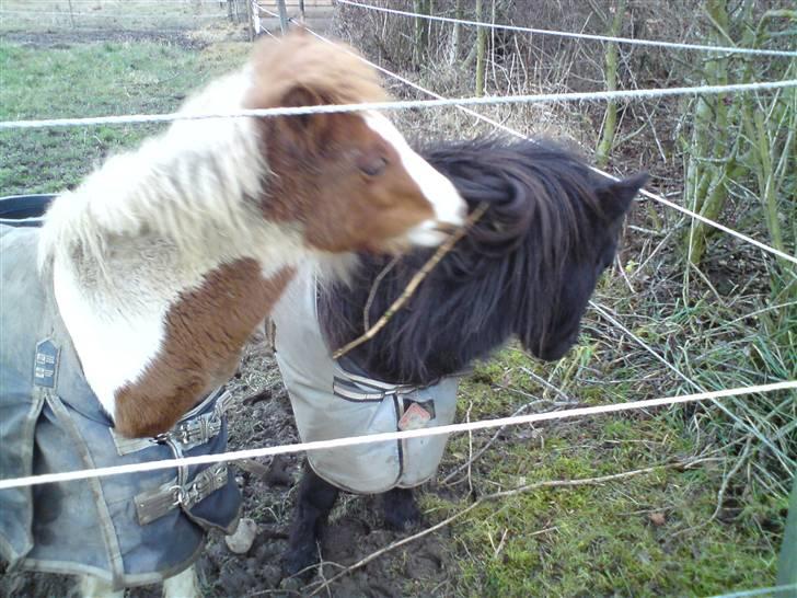 Anden særlig race Blue Eye´s - og igen :P billede 12