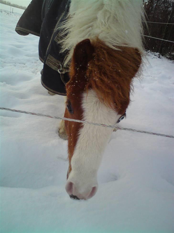 Anden særlig race Blue Eye´s billede 13