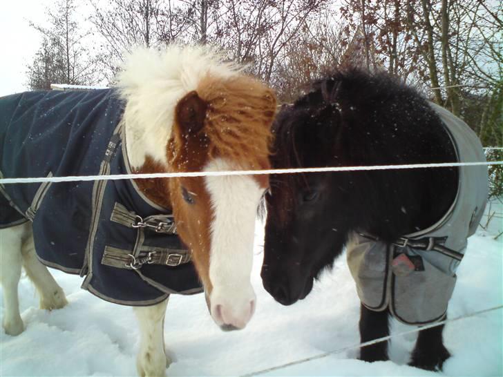 Anden særlig race Blue Eye´s billede 14