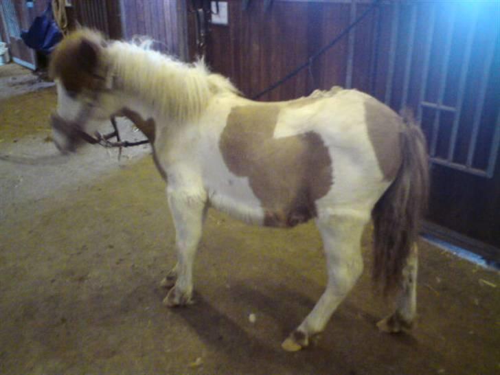 Anden særlig race Blue Eye´s billede 15