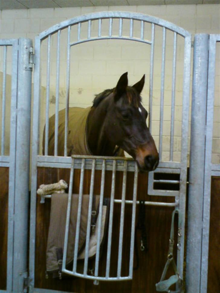 Holstener Hannah(Diva) Mit ALT<3 billede 15