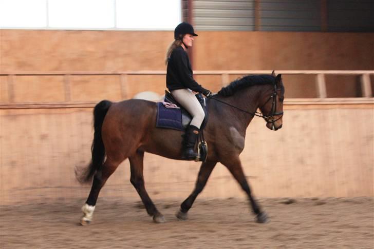 Hannoveraner Herkules " RIP 4/10-10" billede 9