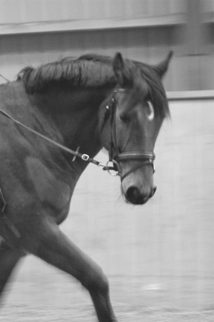 Hannoveraner Herkules " RIP 4/10-10" billede 10