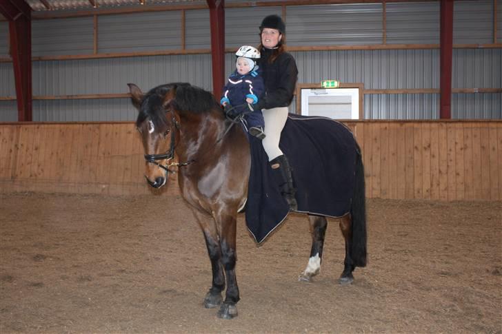 Hannoveraner Herkules " RIP 4/10-10" billede 11