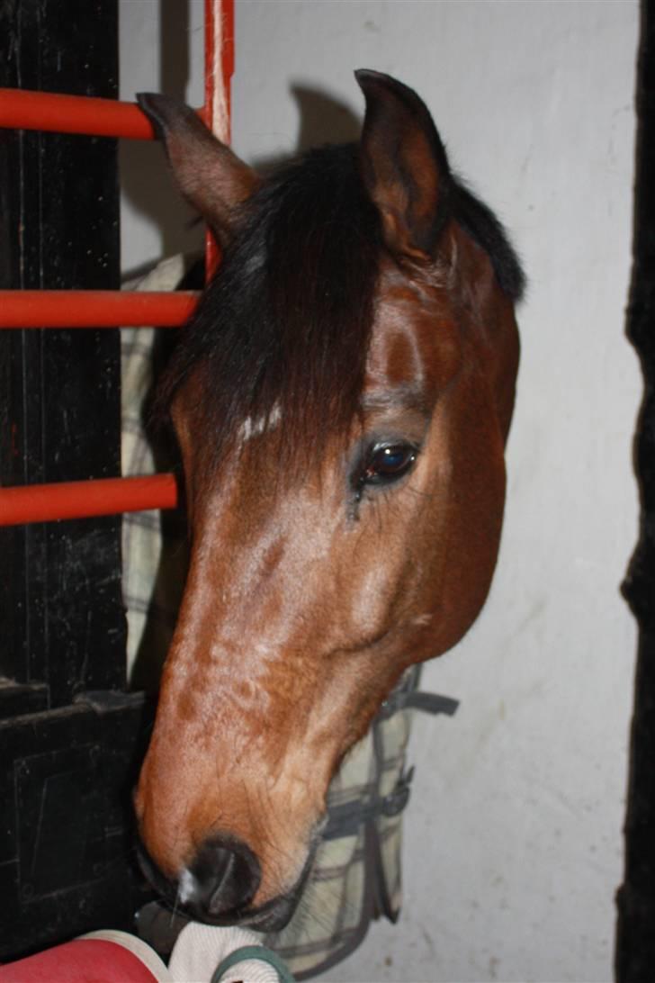 Hannoveraner Herkules " RIP 4/10-10" billede 12