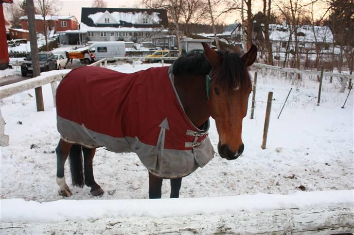 Hannoveraner Herkules " RIP 4/10-10" billede 13