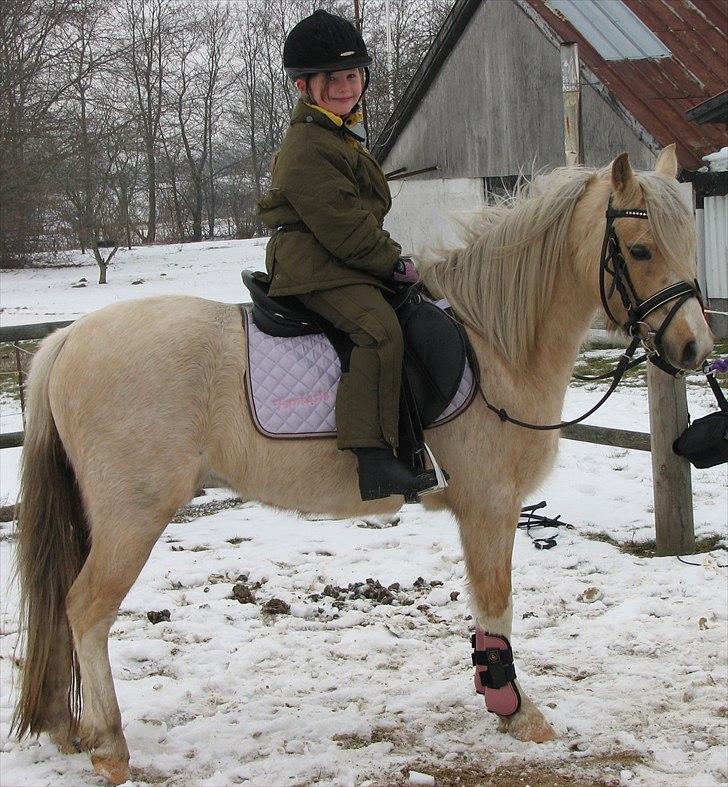 Welsh Pony (sec B) Fantasie  - Hej og velkommen til min profil:-) feb.2011 billede 1