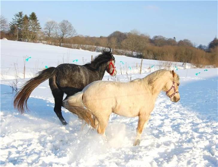 Welsh Pony (sec B) Fantasie  - Fantasie viser lige sin nye kammerat hvem som bestemmer, man er vel en DAME:-) billede 4