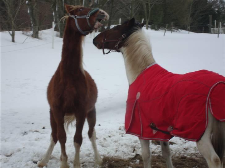 Anden særlig race Starlight billede 11