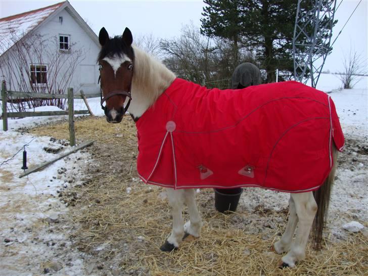 Anden særlig race Starlight billede 12