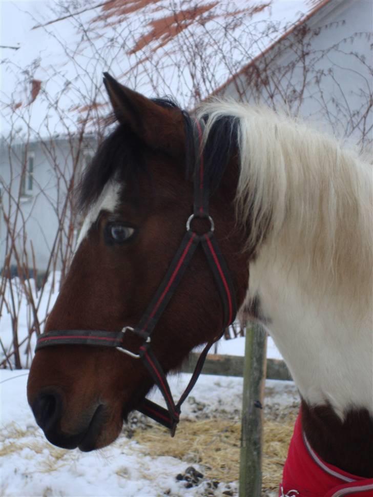Anden særlig race Starlight billede 13