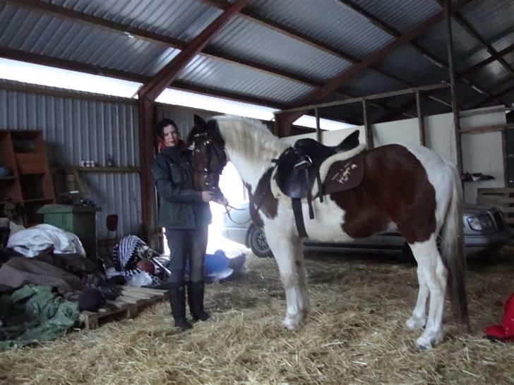 Anden særlig race Starlight billede 14