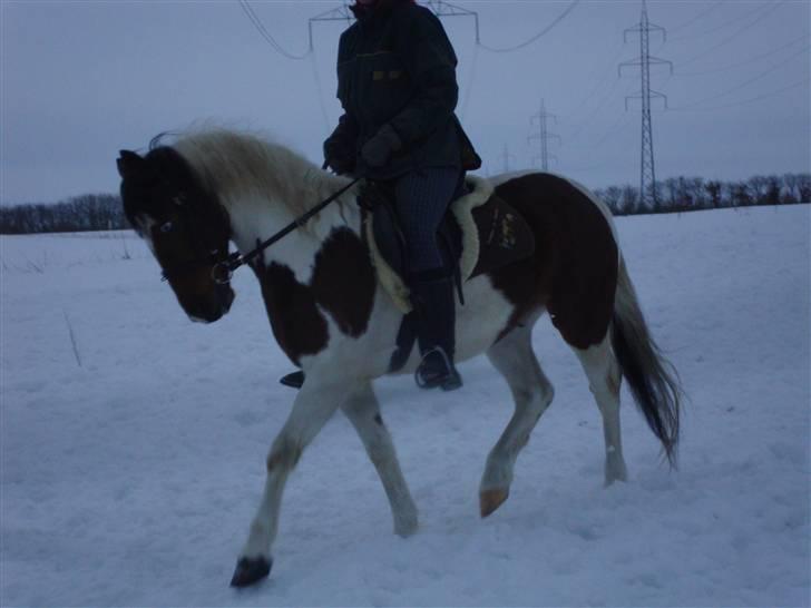 Anden særlig race Starlight billede 15