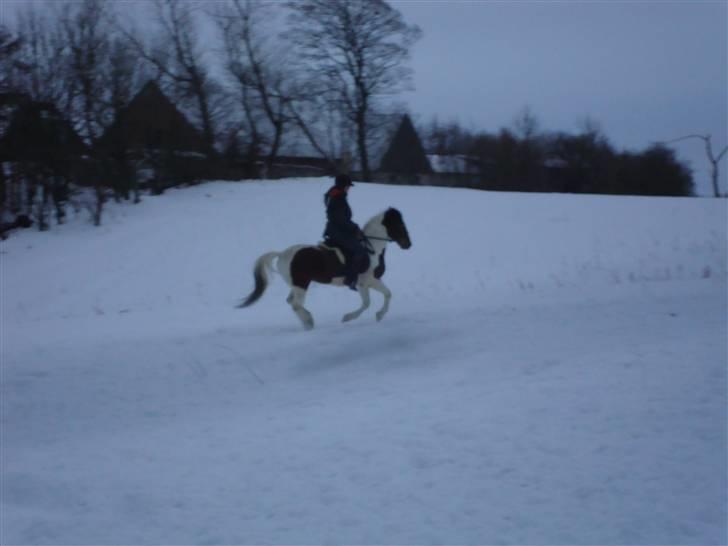Anden særlig race Starlight billede 16