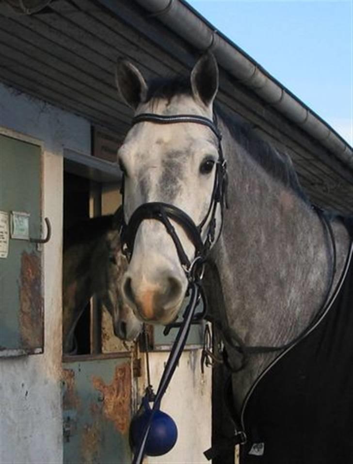 Holstener Cobra billede 1