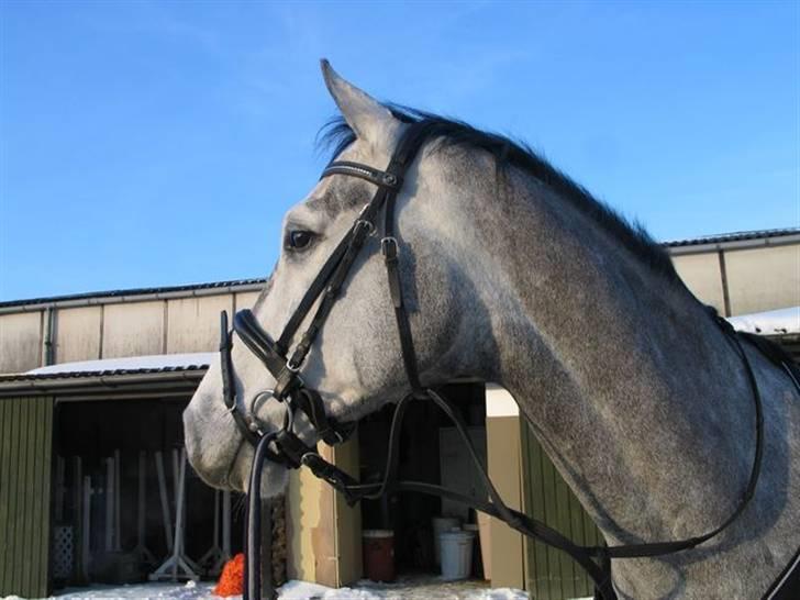 Holstener Cobra billede 2