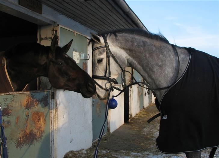 Holstener Cobra billede 3