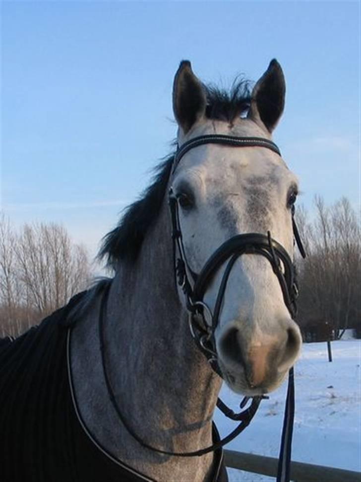 Holstener Cobra billede 4