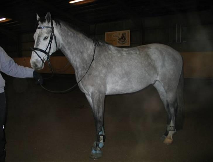 Holstener Cobra billede 5