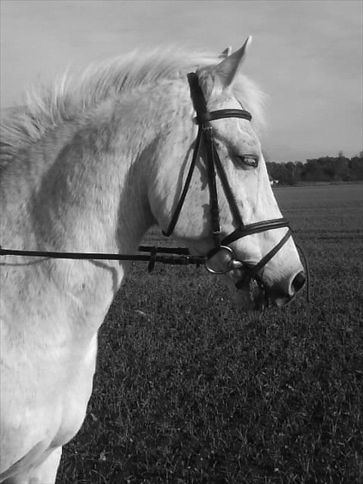 Hollandsk Sportspony Silver Cheval  R.I.P  - Hej og VELKOMMEN til silver´s profil:D billede 1