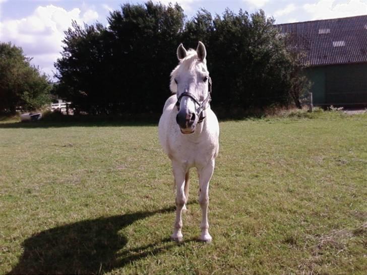 Hollandsk Sportspony Silver Cheval  R.I.P  billede 7