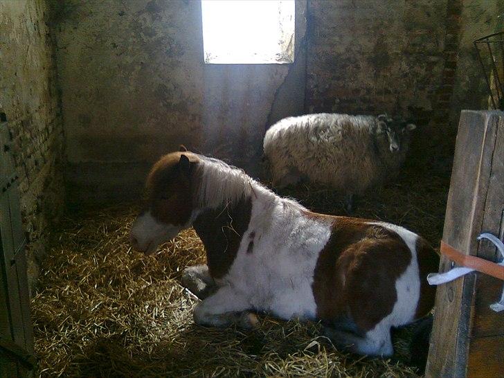 Anden særlig race Prins billede 12