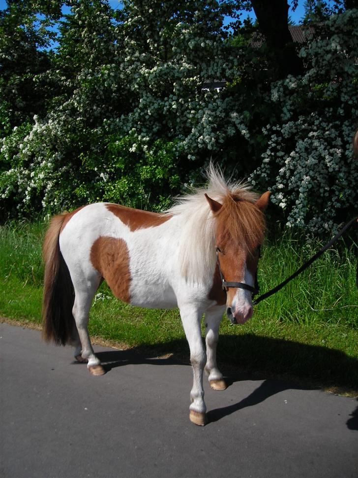 Anden særlig race Prins billede 13