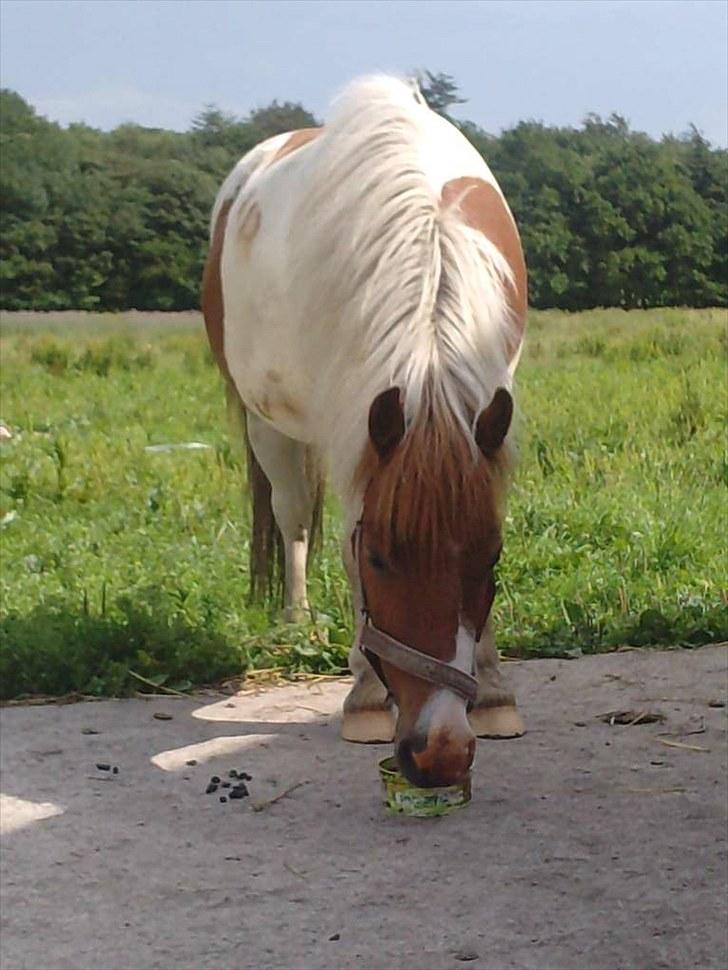 Anden særlig race Prins billede 14
