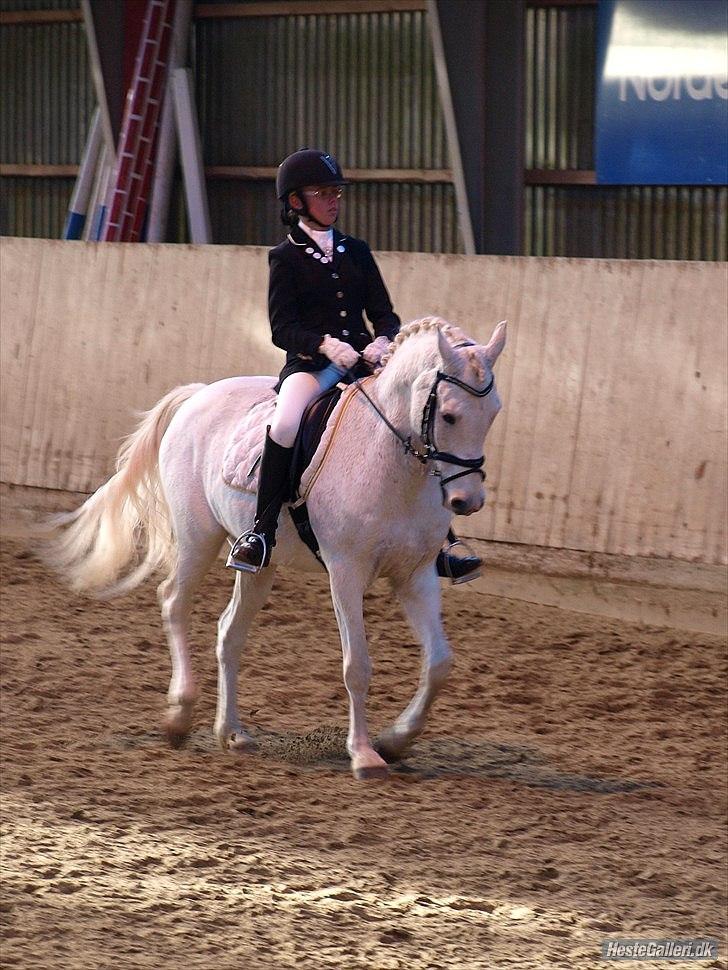 Hollandsk Sportspony Silver Cheval  R.I.P  - Til stævne d. 8  (ved godt jeg ser sur ud;D ) billede 9