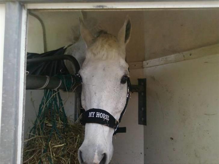 Hollandsk Sportspony Silver Cheval  R.I.P  - Skal en tur ud på ride skolen billede 10