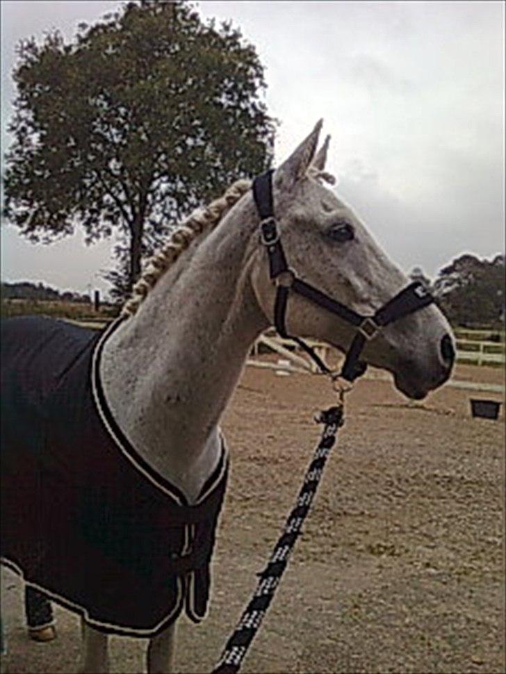 Hollandsk Sportspony Silver Cheval  R.I.P  billede 11