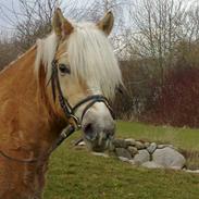 Haflinger Hella