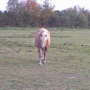 Haflinger Hella
