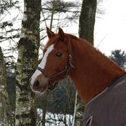 Tysk Sportspony Felix