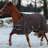 Tysk Sportspony Felix