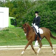 Dansk Varmblod Sandbæk's regan