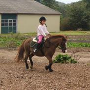 Anden særlig race Miss Molly 