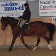 Dansk Varmblod Duncan Solgt