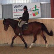 Dansk Varmblod Duncan Solgt