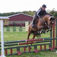 Hollandsk Varmblod Manola