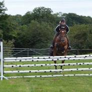 Hollandsk Varmblod Manola