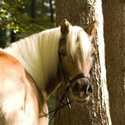 Haflinger Starlight