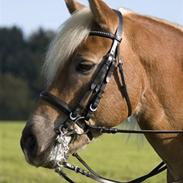 Haflinger Starlight